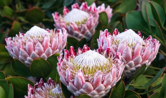 Plantas mortales que no debes tener en casa: Conoce sus efectos e identifícalas